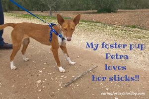 sticks are responsible for common dog injuries