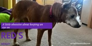 the truth about weight loss in old dogs