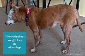 The Truth About Weight Loss in Older Dogs - Caring for a Senior Dog