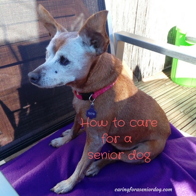 13 helpful tips on how to care for a senior dog