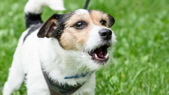 Como lidar com a agressão em cães mais velhos 