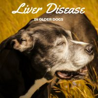 Liver Disease in Older Dogs - Caring for a Senior Dog