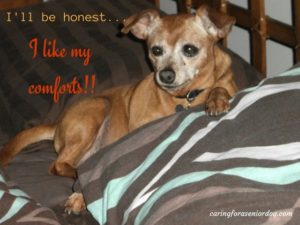 caring for a senior dog