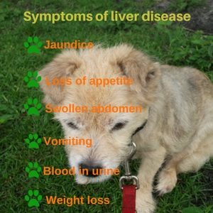 Symptoms of liver disease in dogs