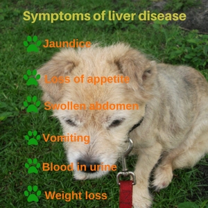 what causes dog liver failure