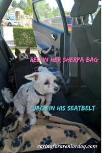 dog car safety