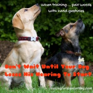 hearing loss in dogs