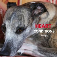 heart conditions in dogs