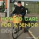 how to care for a senior dog
