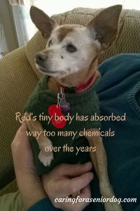 Red needs holistic vet care