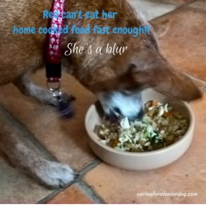 what to feed a senior dog