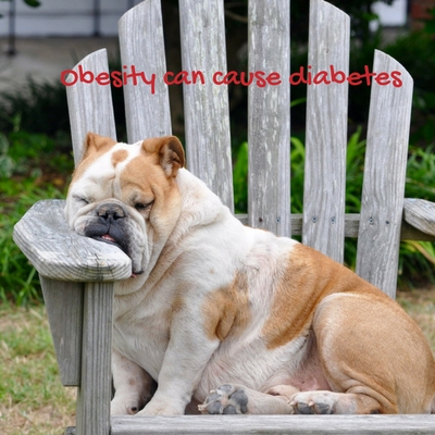 Complications Of Canine Diabetes Caninsulin