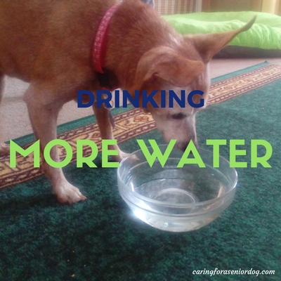 Dogs with diabetes will drink more water