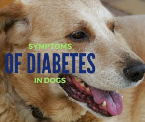 symptoms of diabetes in dogs