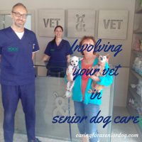 Involving your vet in senior dog care