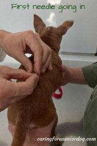 Red having acupuncture