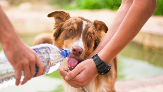 What does it mean when an older dog starts drinking a lot of water