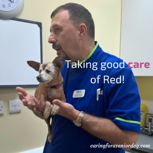 involve your vet in senior dog care