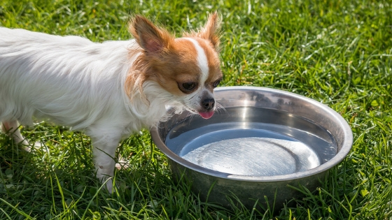 old dog drinking lots of water