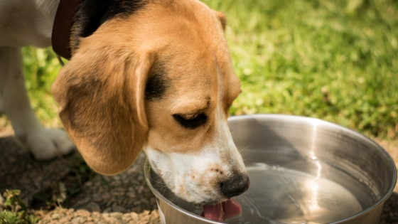 why does my dog drink so much water