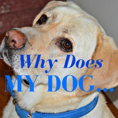 why does my dog series