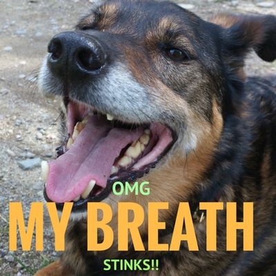 why does my older dog have bad breath