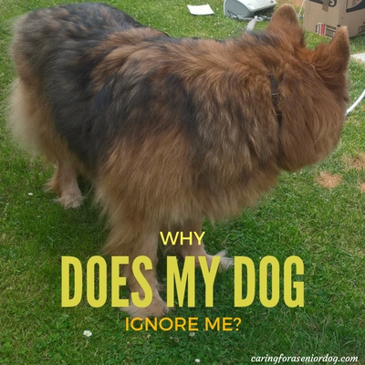 Why Does My Dog Ignore Me - Caring for a Senior Dog