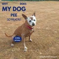 why does my dog pee so much