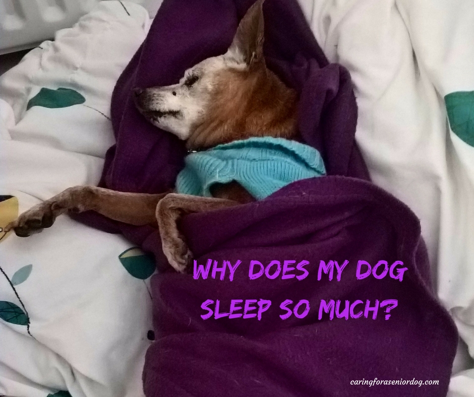 why-does-my-dog-sleep-so-much-caring-for-a-senior-dog