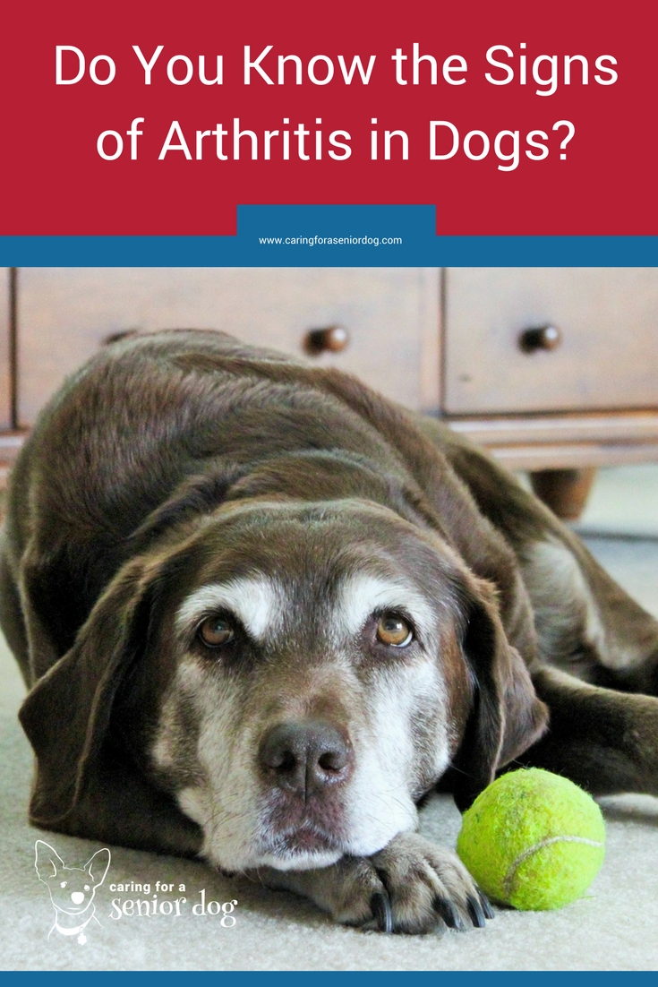 arthritis symptoms in dogs Caring for a Senior Dog