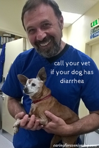 call your vet if your dog has diarrhea