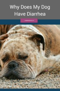 Why Does My Dog Have Diarrhea - Caring for a Senior Dog