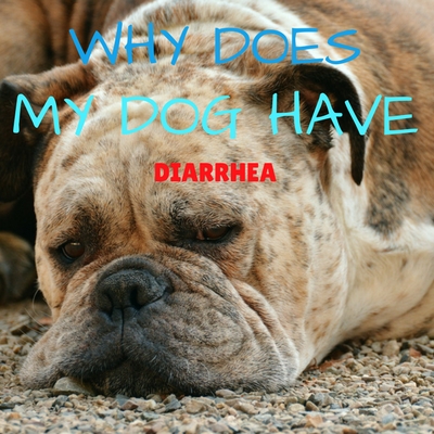 why does my dog have diarrhea