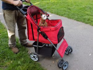 my senior dog Red has this confidence deluxe four wheel pet stroller