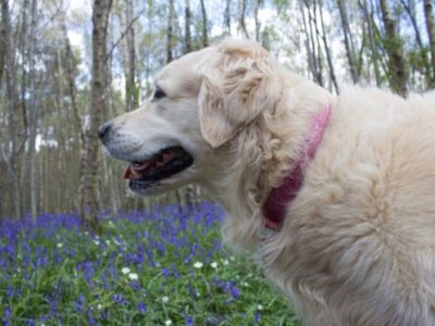 how to help a dog with dementia