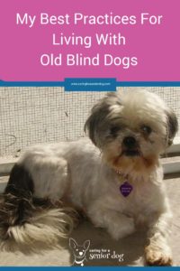 how to care for a blind dog