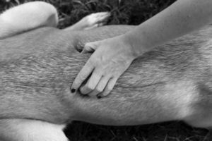 massage to naturally improve mobility in senior dogs
