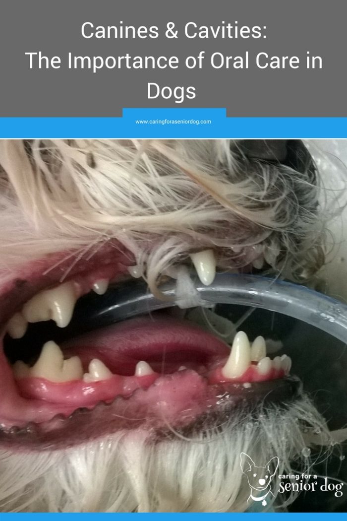 Canines and Cavities: The Importance of Oral Care in Dogs - Caring for ...