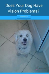 please help my dog is going blind