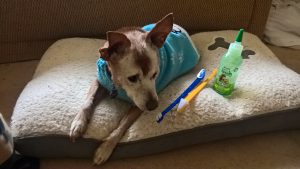 the importance of oral care in dogs