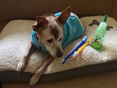 the importance of oral care in dogs