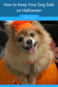 how to keep your dog safe on Halloween
