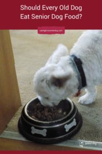 Should Every Old Dog Eat Senior Dog Food