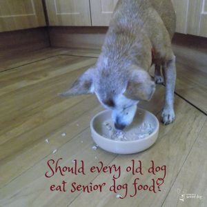 Should every old dog eat senior dog food