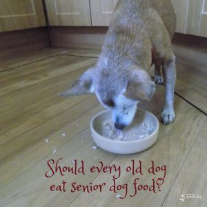 how important is senior dog food