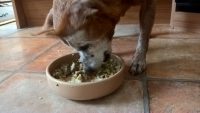 should every old dog eat a senior diet
