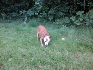 keep your senior dog active with a gentle stroll