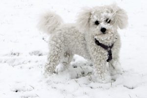 how to keep your senior dog active in the winter