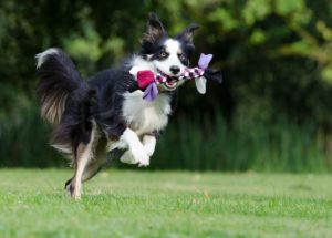 old dogs can still play fetch