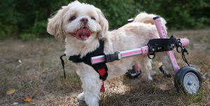 handicapped pets small rear wheelchair